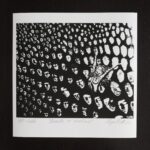 Kamilla er svart-hvit