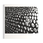 Kamilla er svart-hvit